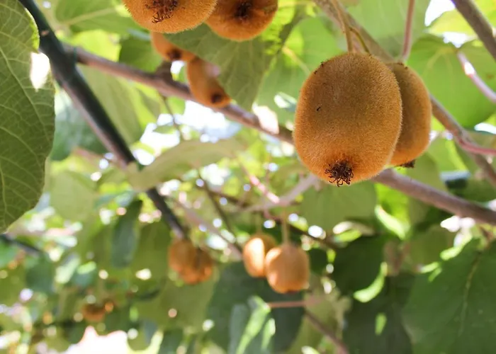 Sosic Ii * 로비니